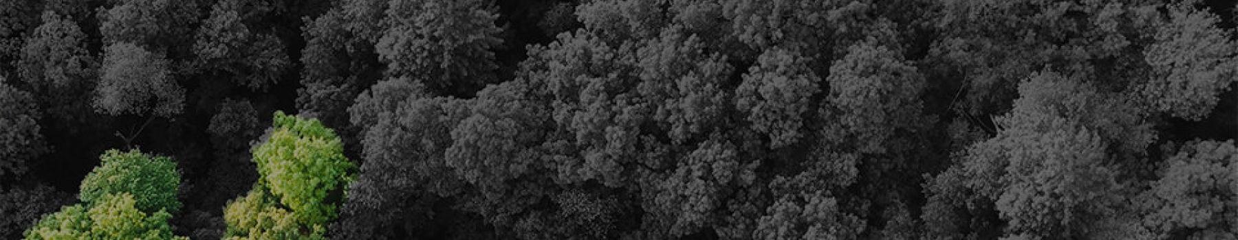 Déjà 3000 arbres plantés